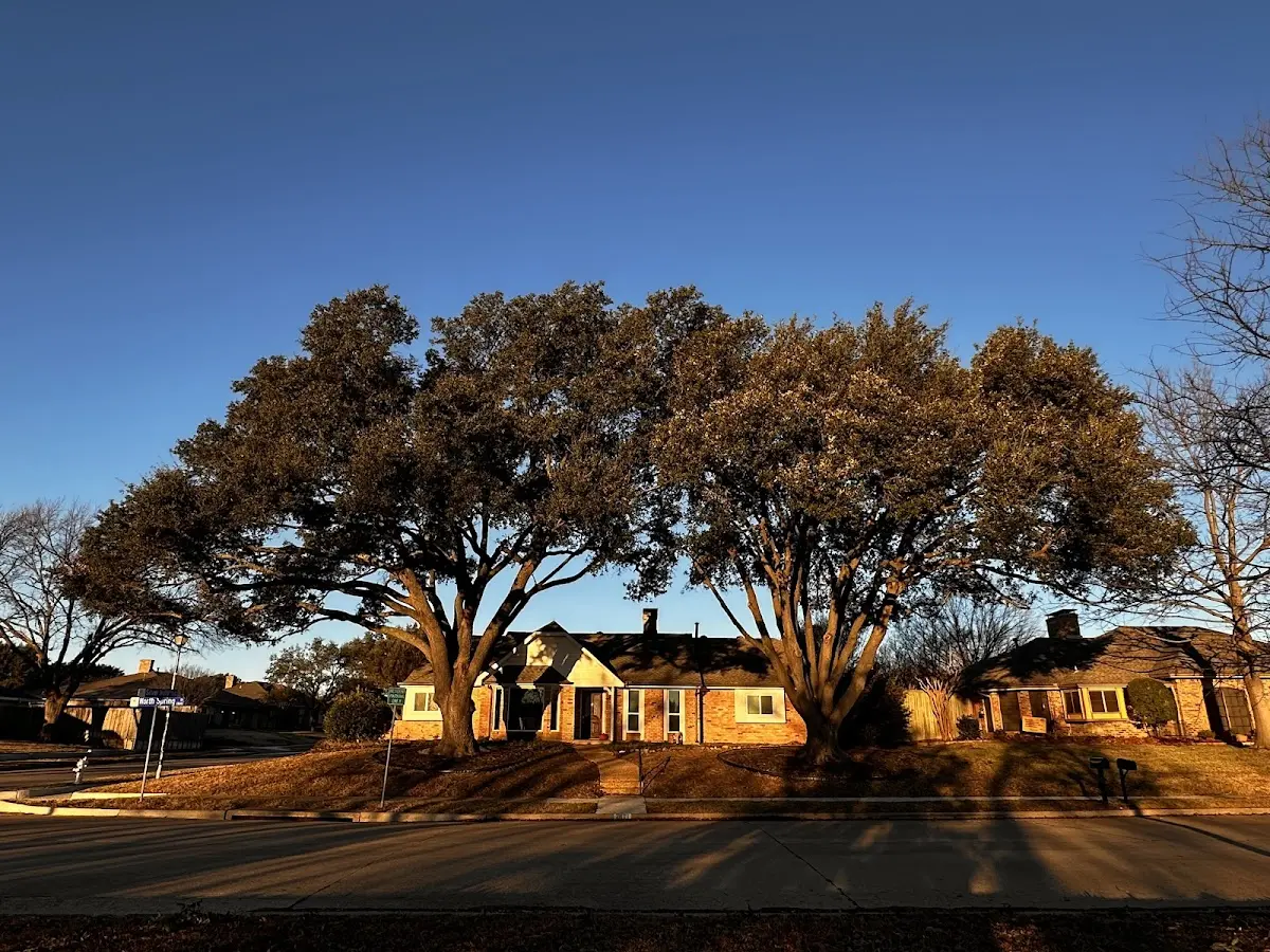 Established residential canopy tree shading a home in Petersburg
